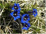 Trumpet Gentian (Gentiana clusii)